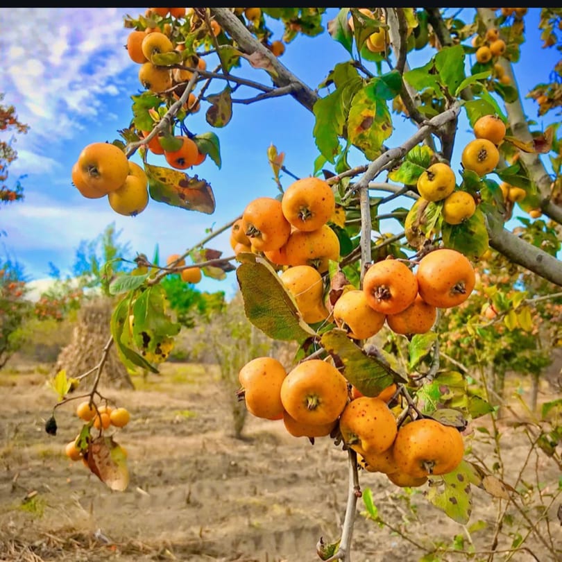 Close-up of vibrant orange tejocotes hanging from a tree branch against a bright blue sky.
